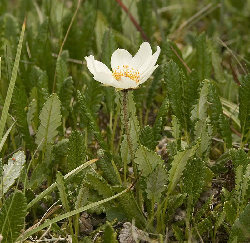 Image of Dryas oxyodonta specimen.