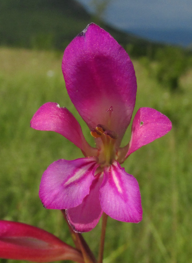 Изображение особи Gladiolus italicus.