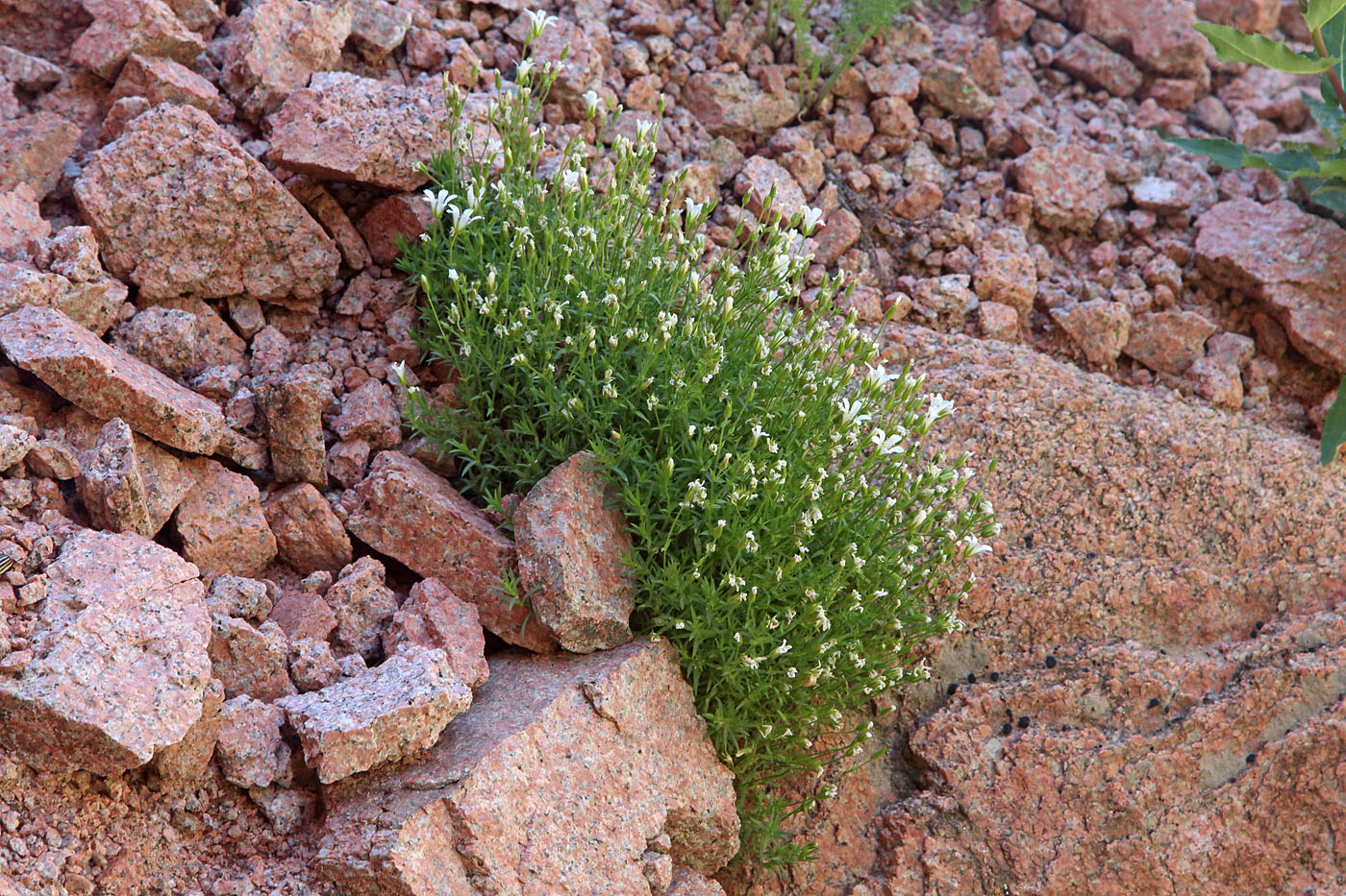 Image of Minuartia kryloviana specimen.