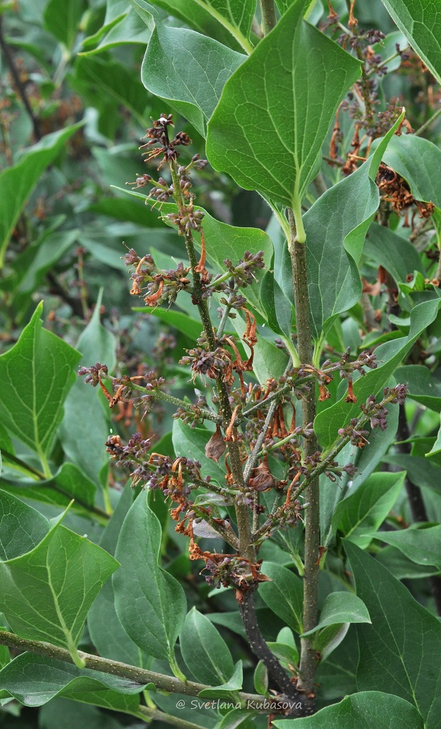 Image of Syringa pubescens ssp. patula specimen.