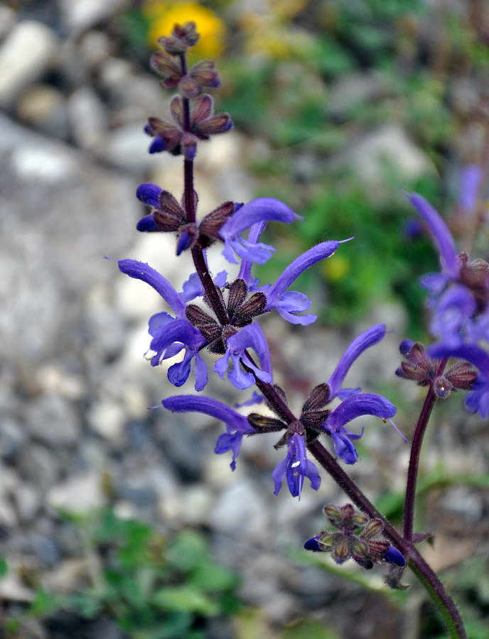 Image of Salvia kuznetzovii specimen.