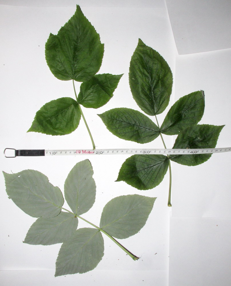 Image of genus Rubus specimen.