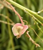 Beaucarnea recurvata. Плод. Испания, Андалусия, провинция Малага, г. Бенальмадена, парк La Paloma. Август 2015 г. .