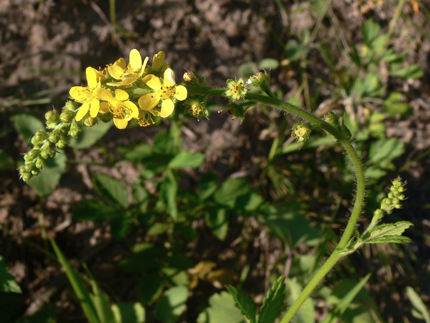 Image of Agrimonia pilosa specimen.