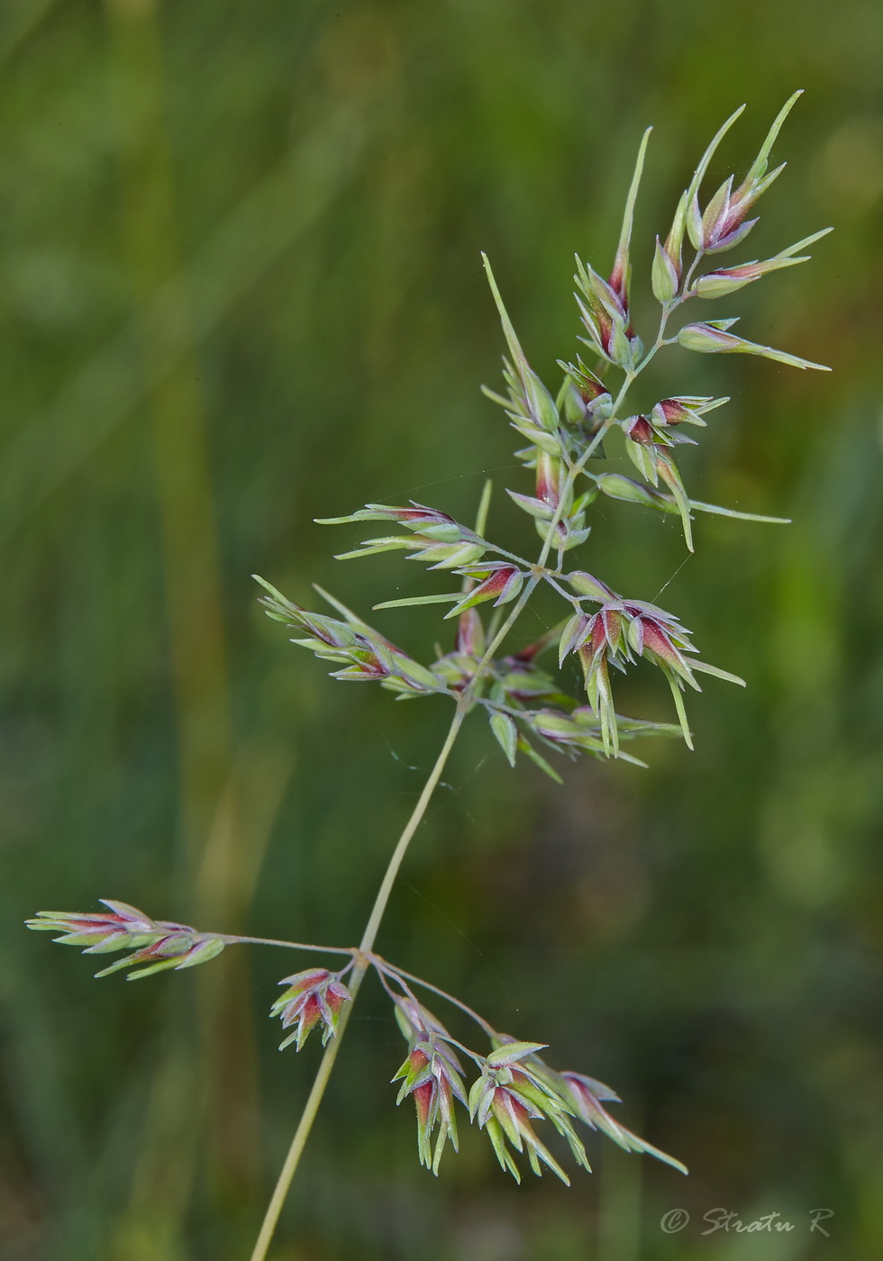 Image of Poa bulbosa ssp. vivipara specimen.