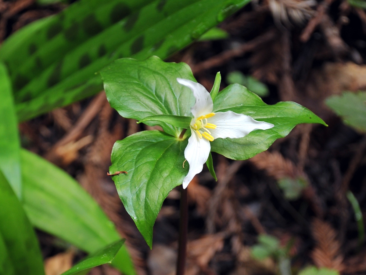 Image of Trillium ovatum specimen.