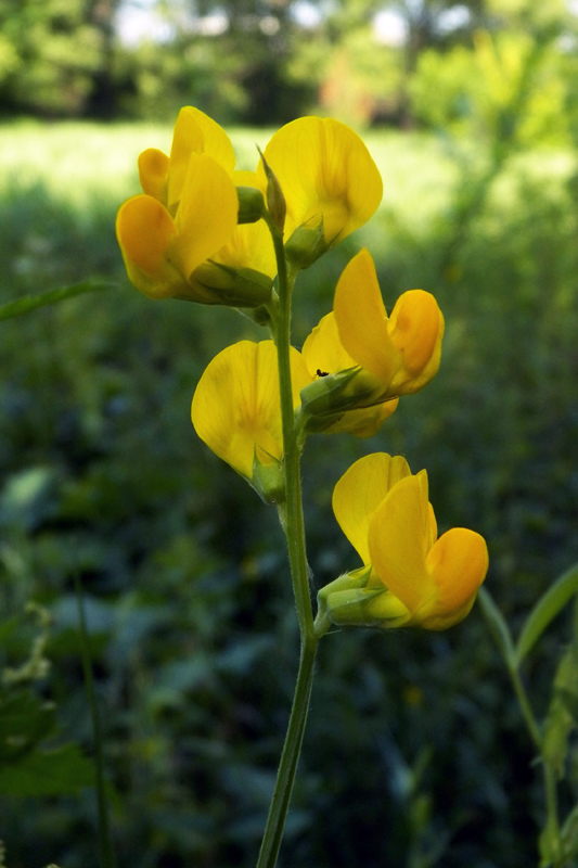 Image of Lathyrus pratensis specimen.