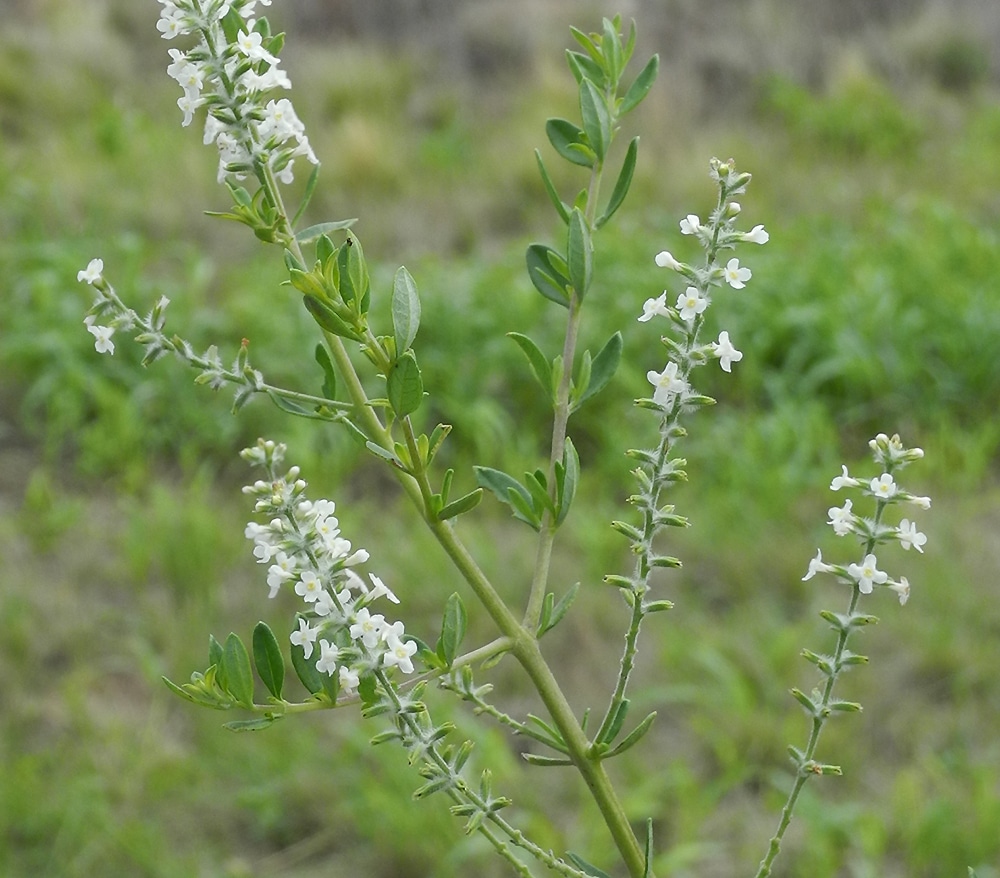 Image of Aloysia gratissima specimen.