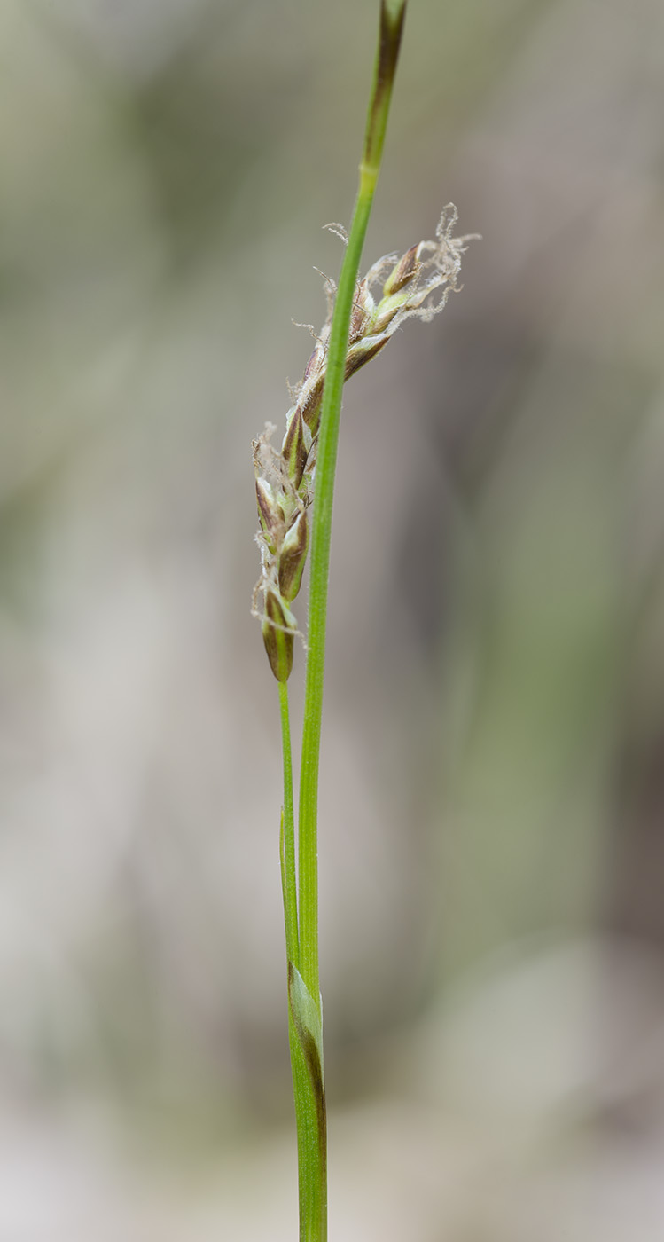 Image of Carex rhizina specimen.