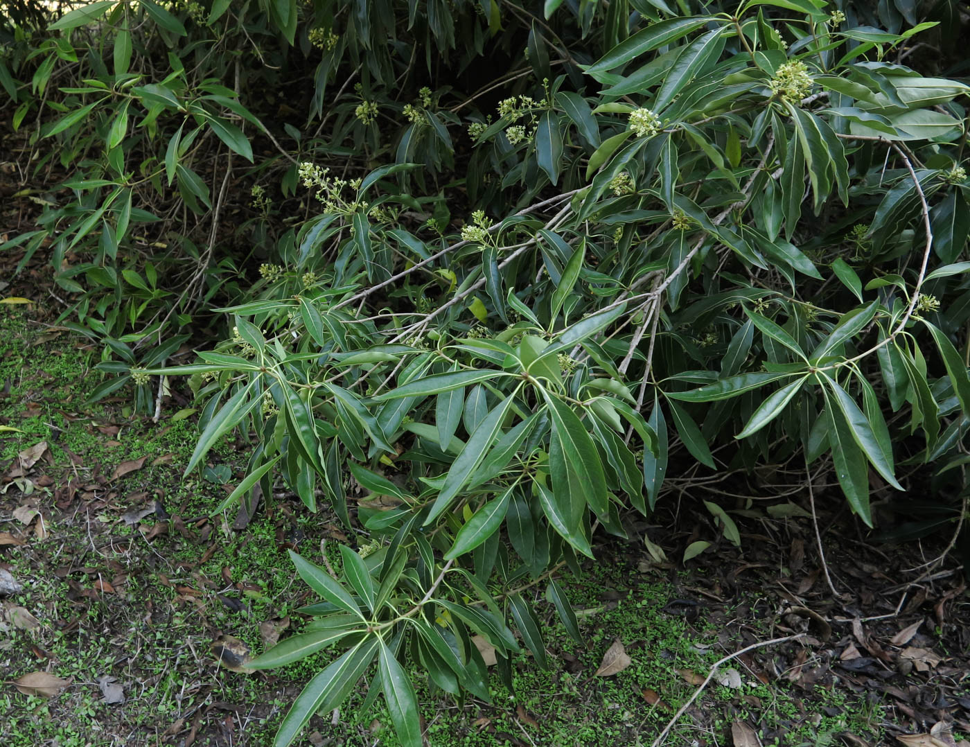 Image of Bontia daphnoides specimen.