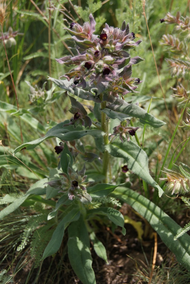 Image of Nonea rossica specimen.