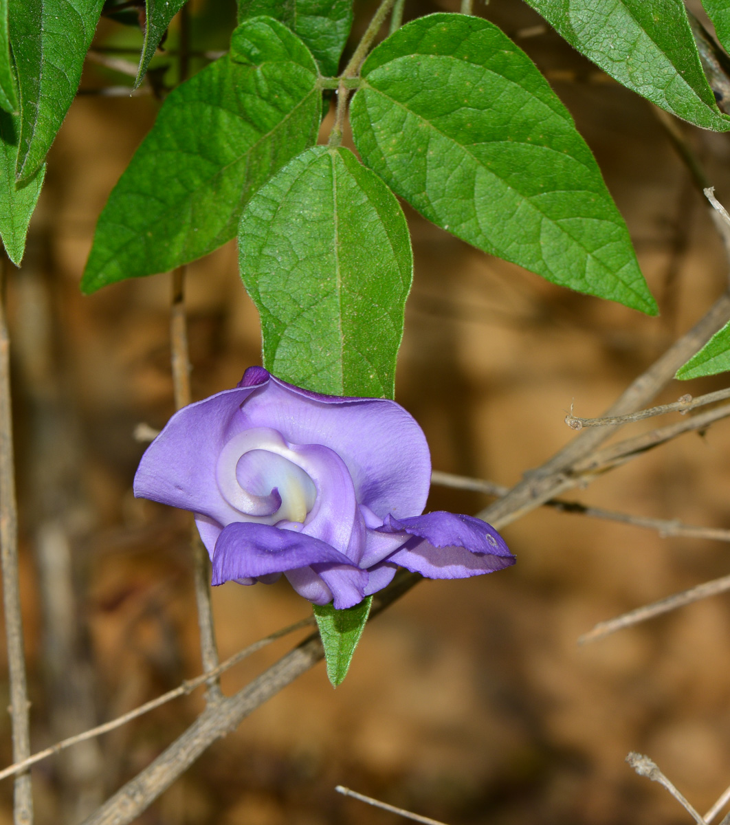 Изображение особи Vigna speciosa.