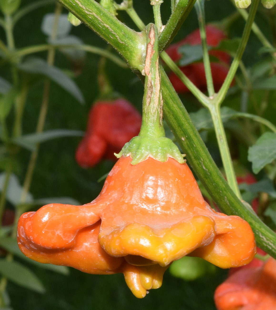 Image of Capsicum annuum specimen.