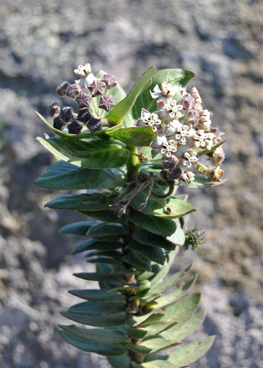 Изображение особи Gomphocarpus cancellatus.