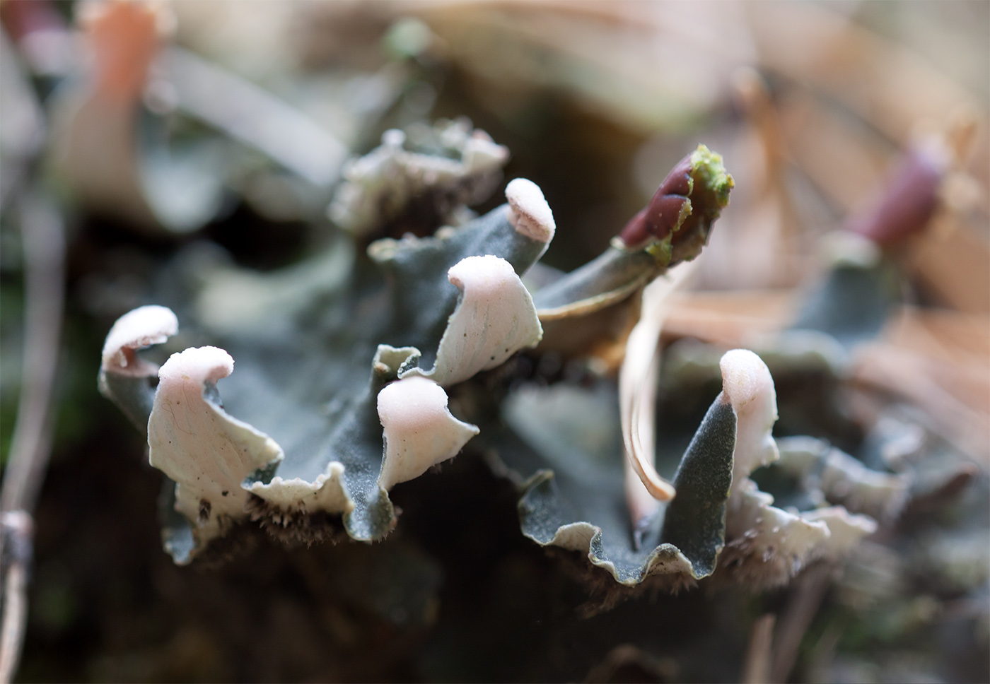 Image of genus Peltigera specimen.