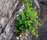 Смотреть изображение род Alchemilla