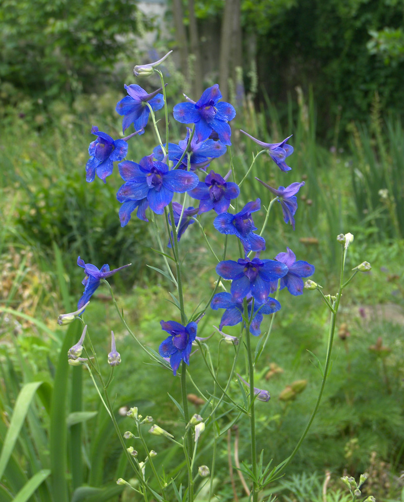 Image of Delphinium tatsienense specimen.