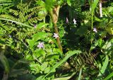 Claytonia sibirica