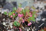 Vaccinium uliginosum subspecies microphyllum. Цветущее растение. Чукотка, побережье бухты Провидения, кустарничково-лишайниковая тундра. 01.07.2011.