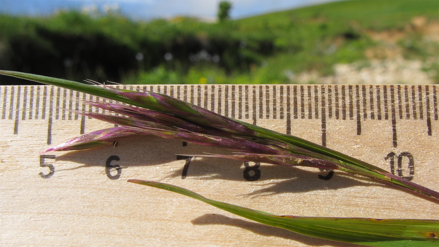 Image of Bromopsis variegata specimen.