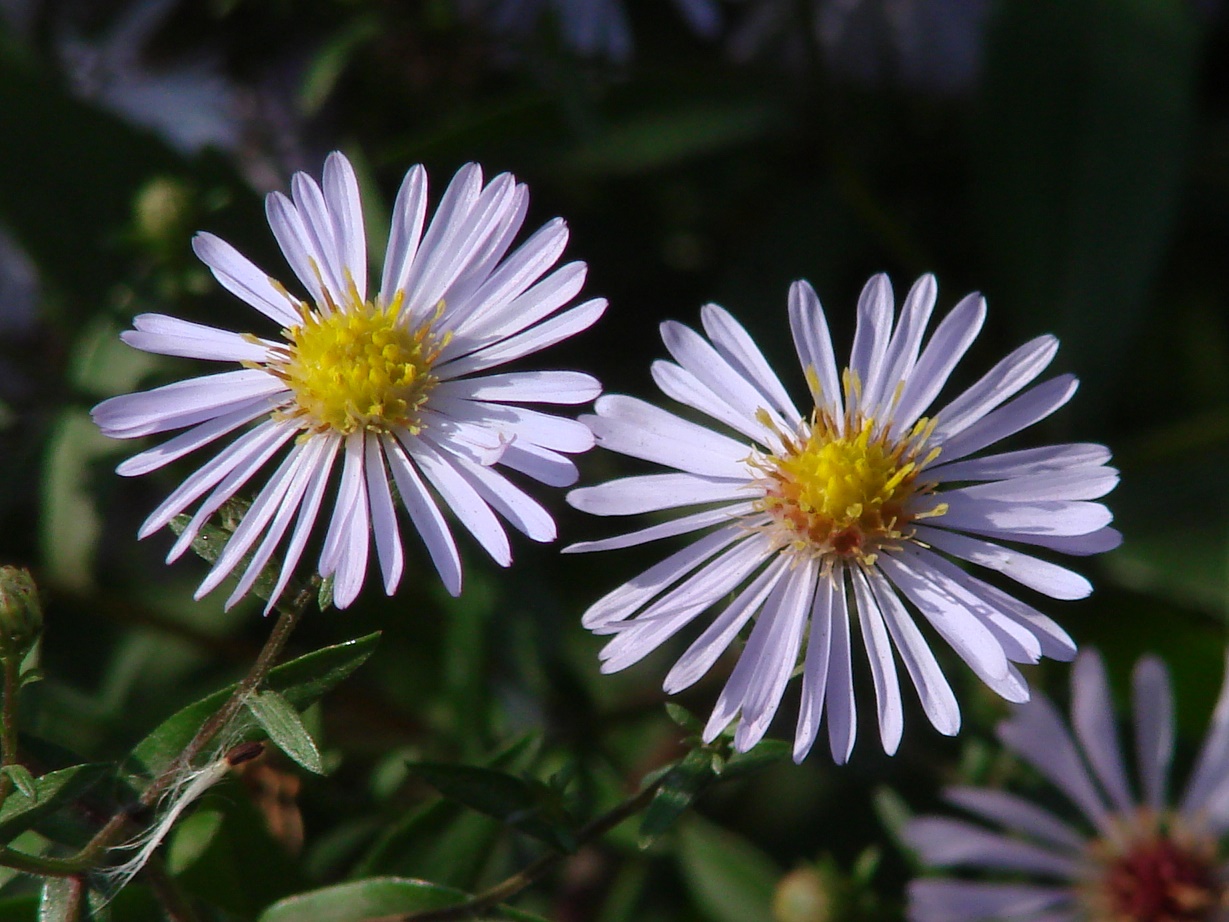 Image of genus Symphyotrichum specimen.