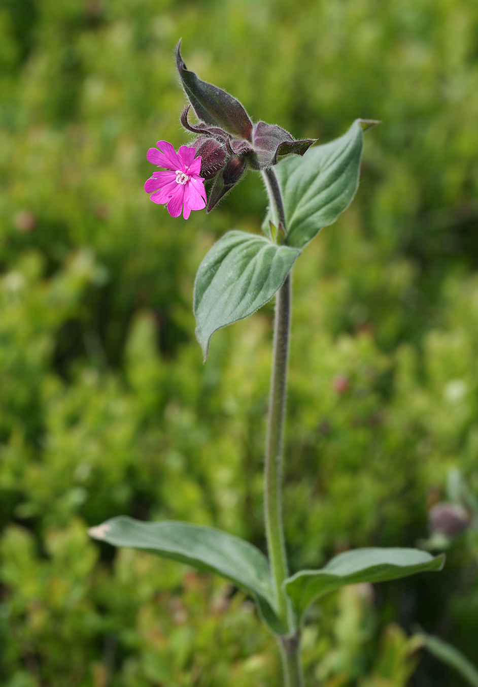 Изображение особи Melandrium dioicum.