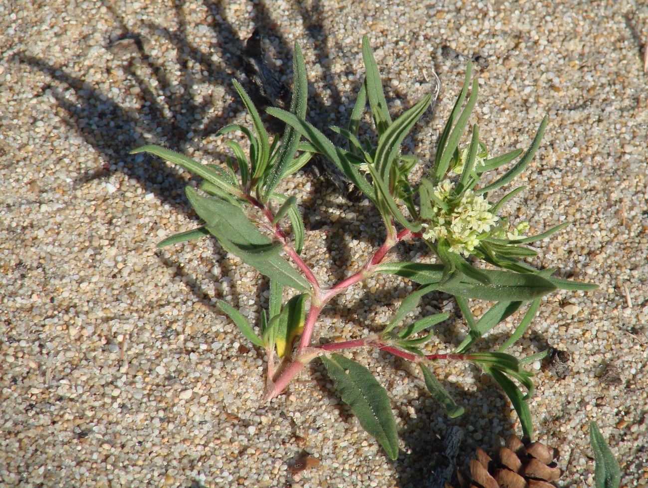 Image of Aconogonon ocreatum var. laxmannii specimen.