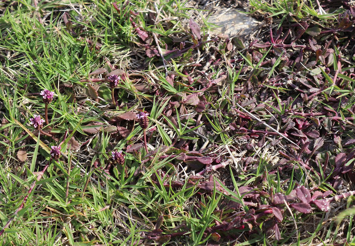 Image of Lippia nodiflora specimen.