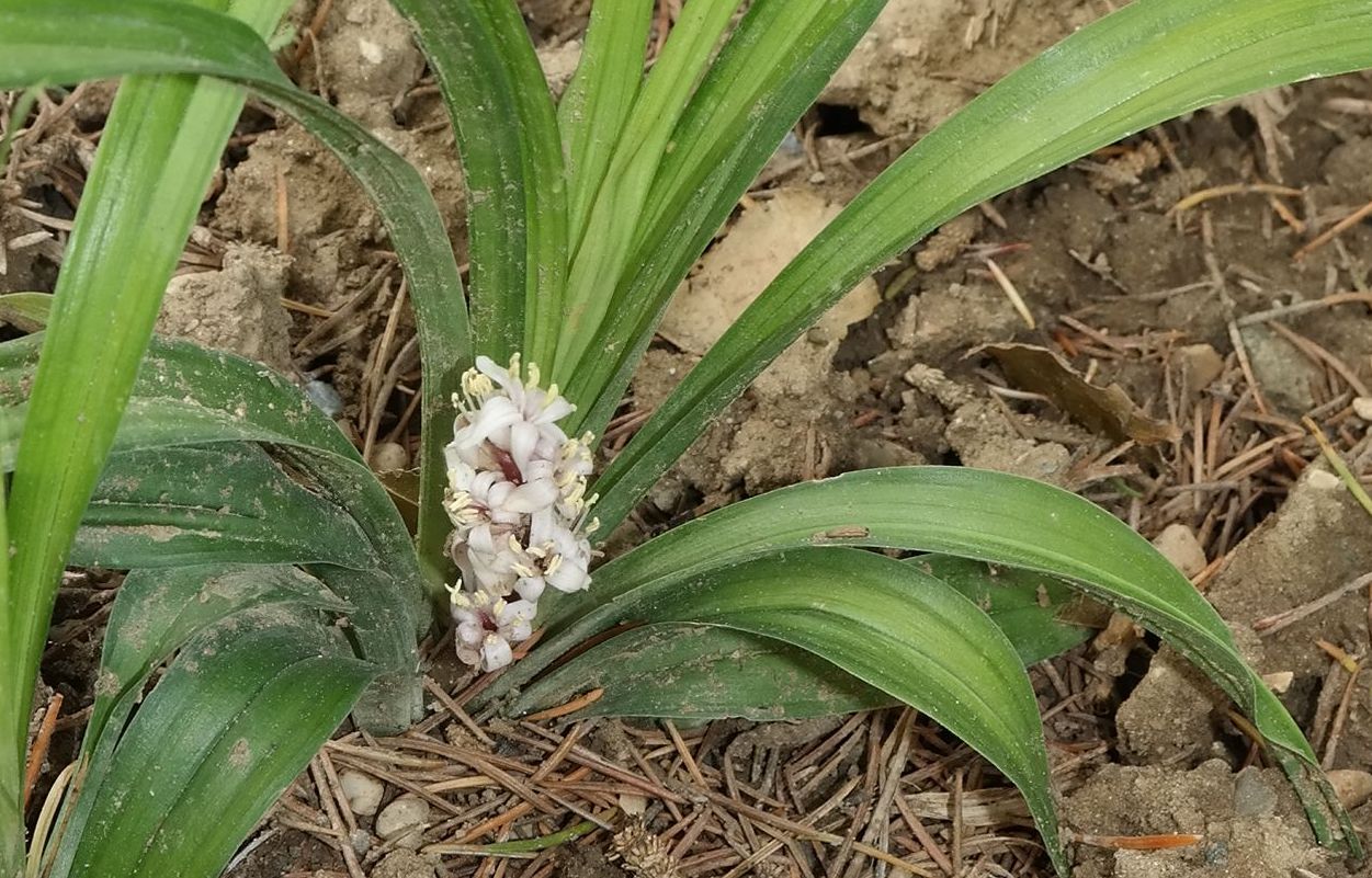 Изображение особи Reineckea carnea.