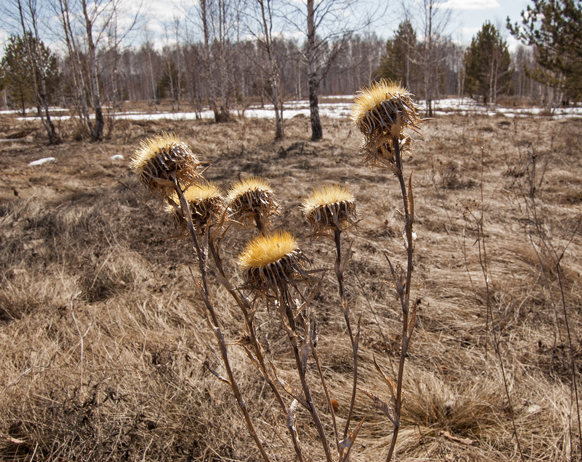 Изображение особи Carlina intermedia.