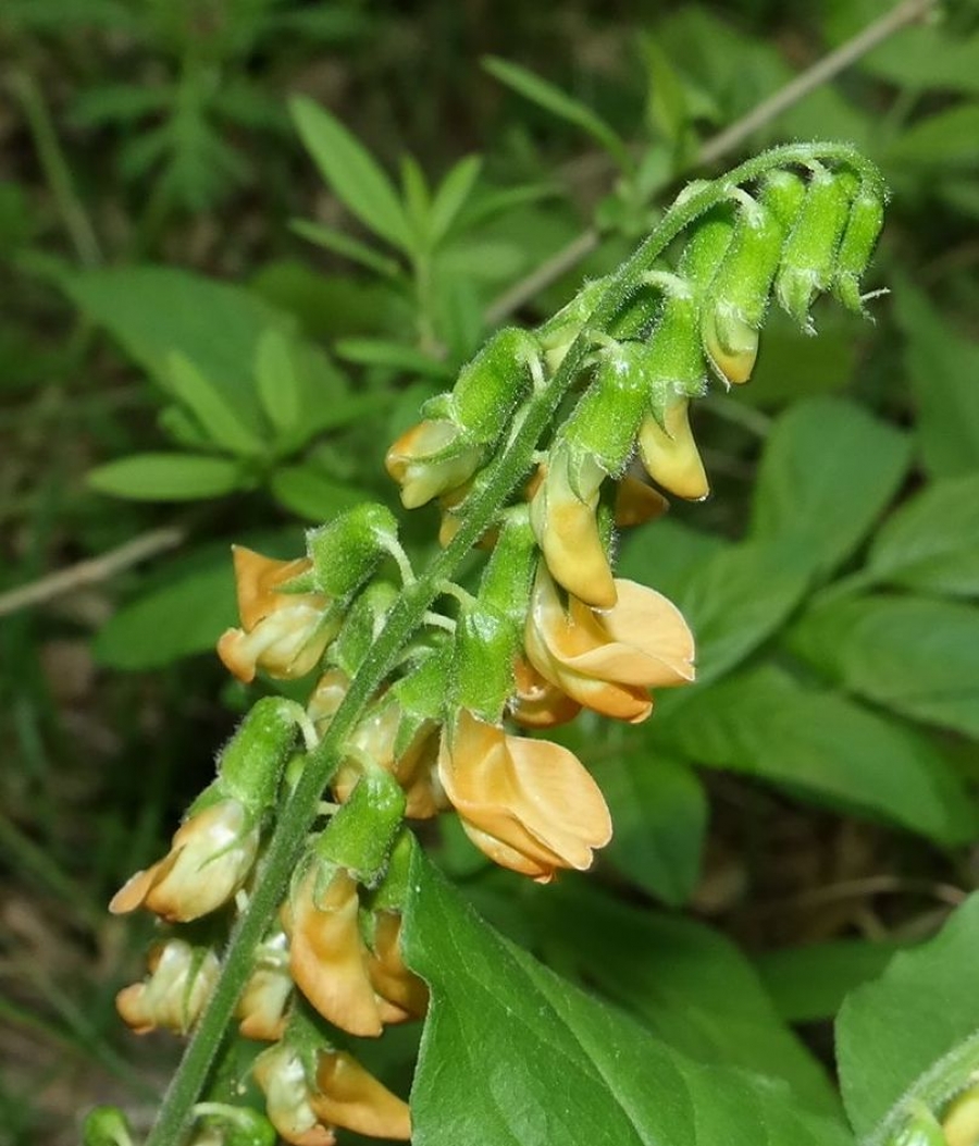 Изображение особи Lathyrus aureus.