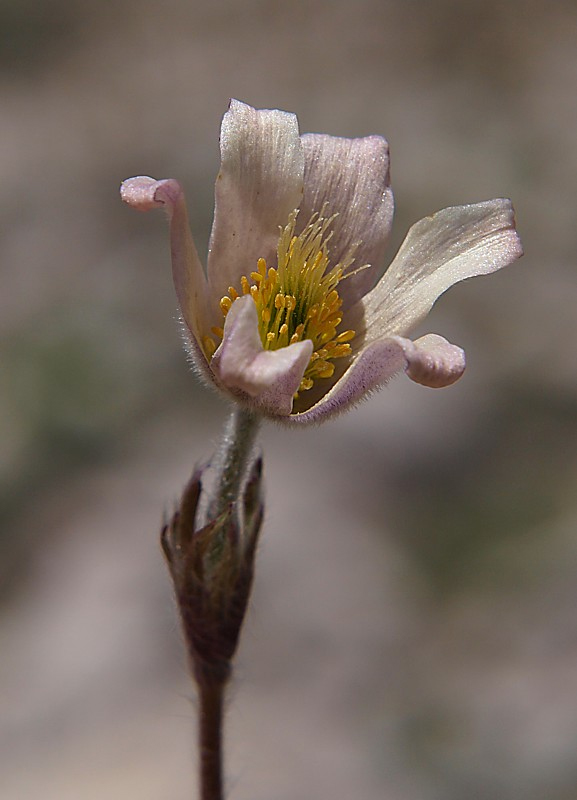 Изображение особи Pulsatilla violacea.