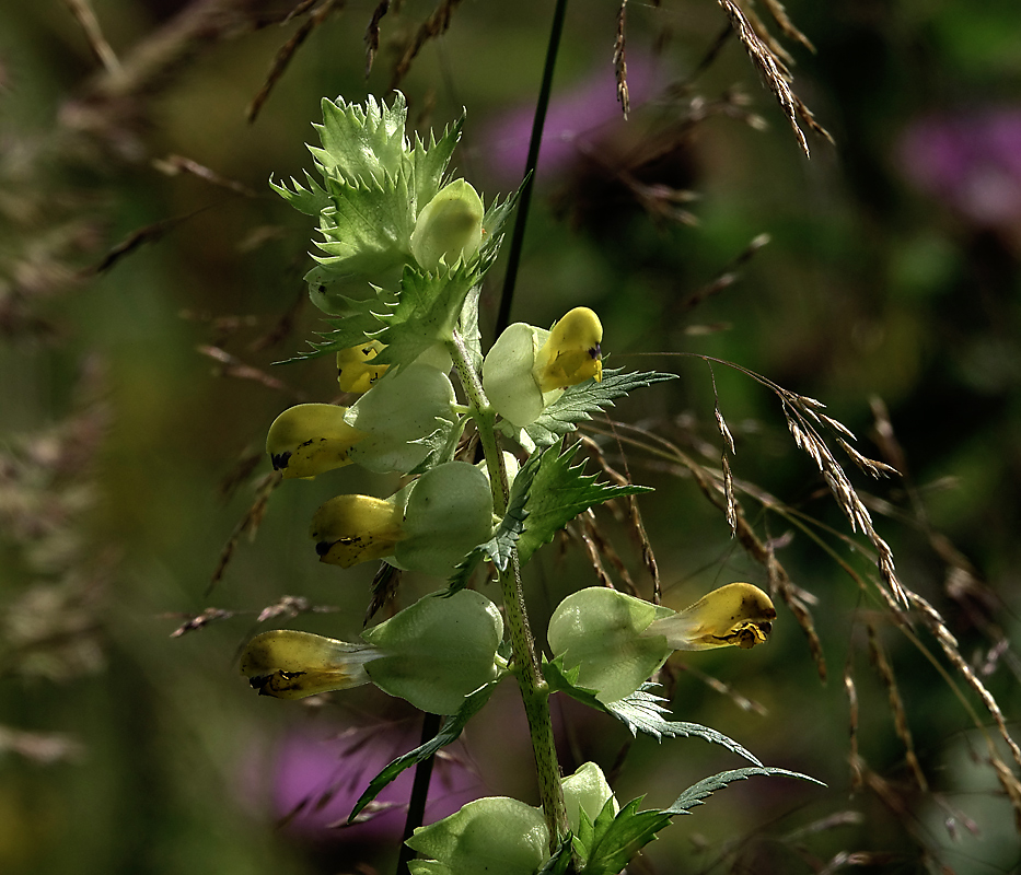 Image of genus Rhinanthus specimen.