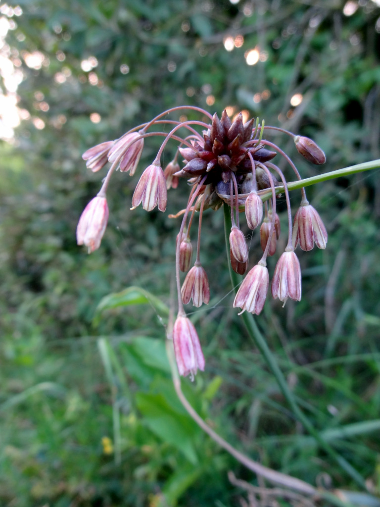 Изображение особи Allium oleraceum.