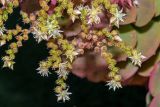 genus Aeonium. Цветки. Израиль, г. Бат-Ям, в культуре. 08.06.2018.