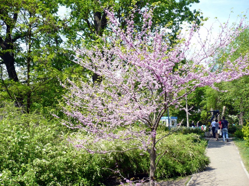 Image of genus Cercis specimen.