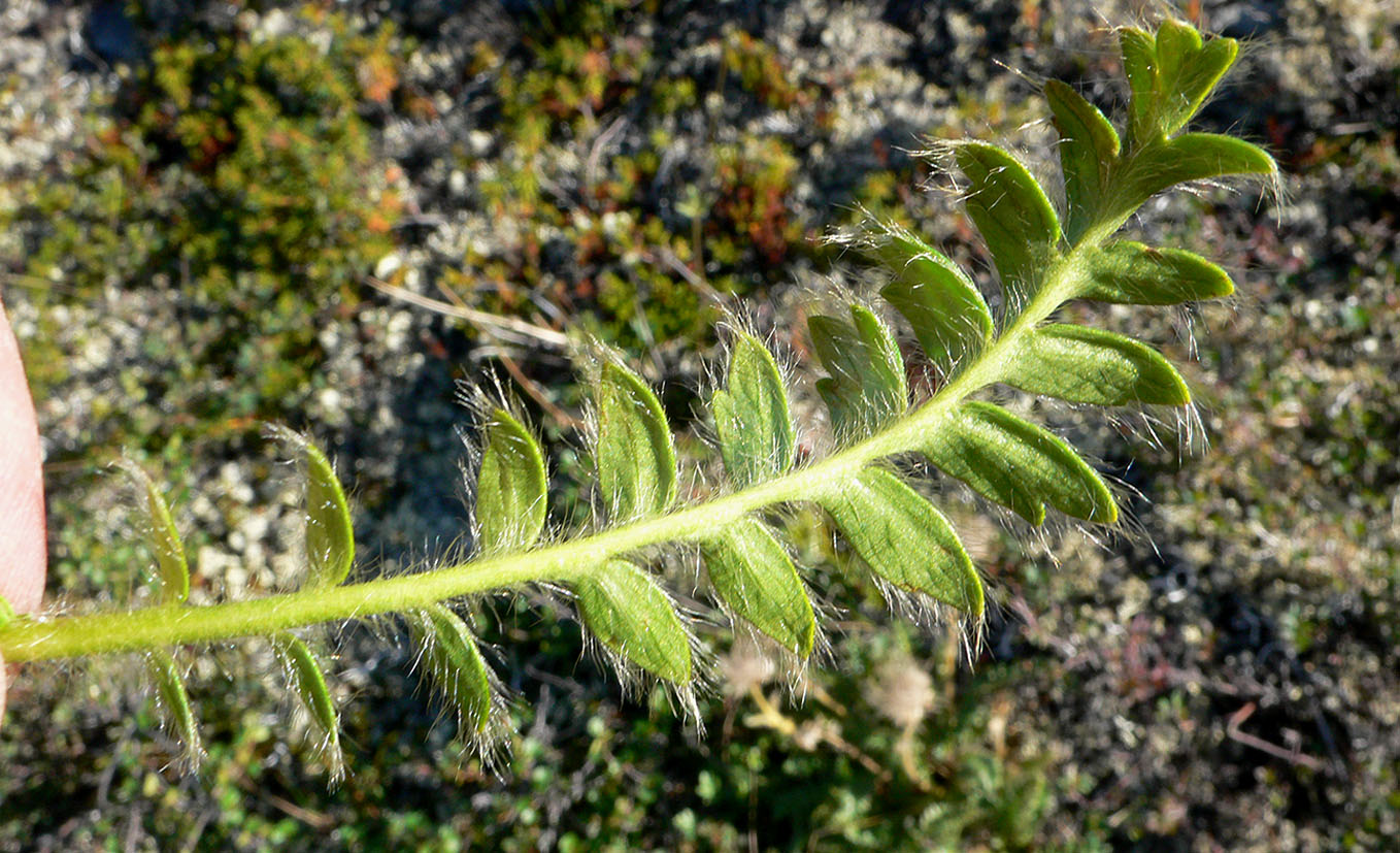 Image of Novosieversia glacialis specimen.