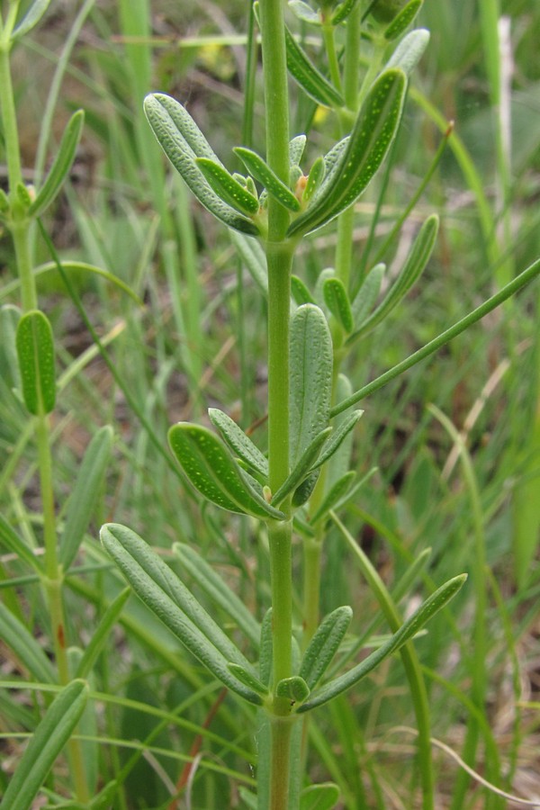 Изображение особи Hypericum linarioides ssp. alpestre.