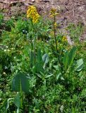 Ligularia altaica