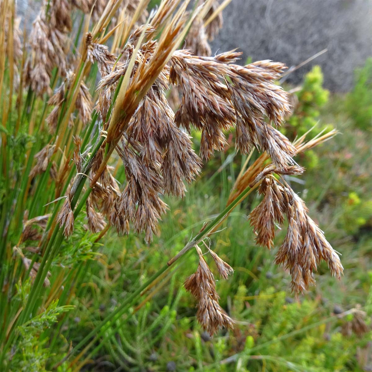 Image of Thamnochortus acuminatus specimen.