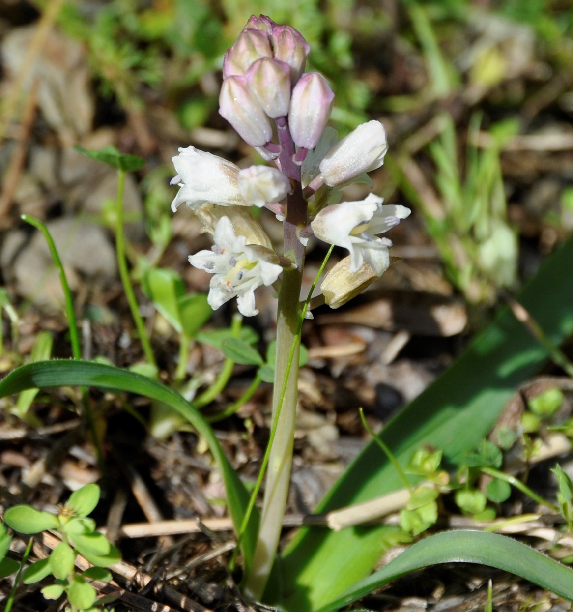 Image of Bellevalia nivalis specimen.