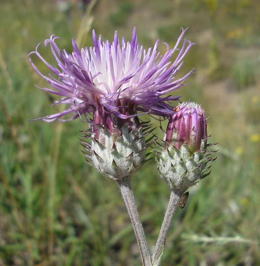 Image of Jurinea pseudocyanoides specimen.