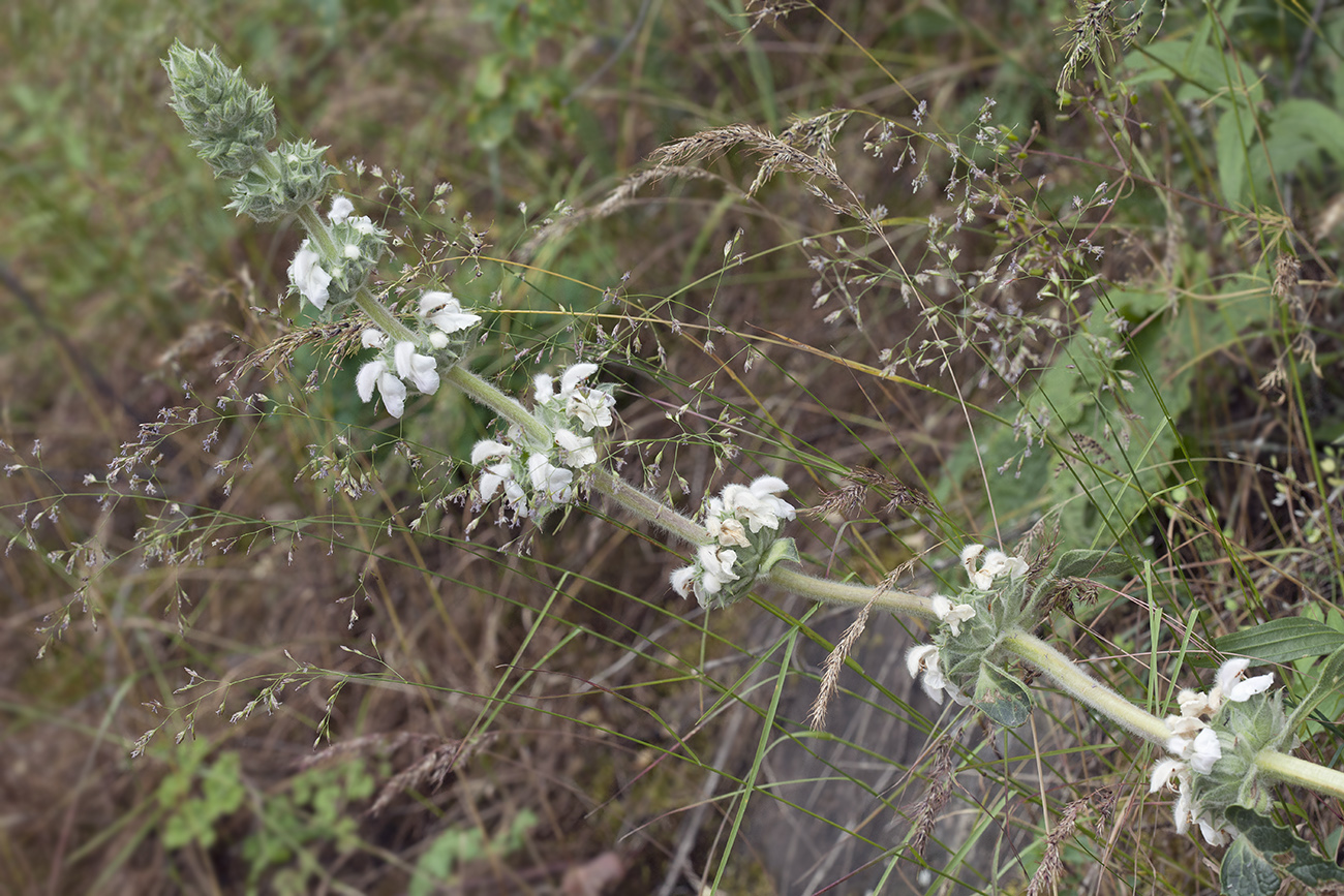 Изображение особи Phlomoides ostrowskiana.