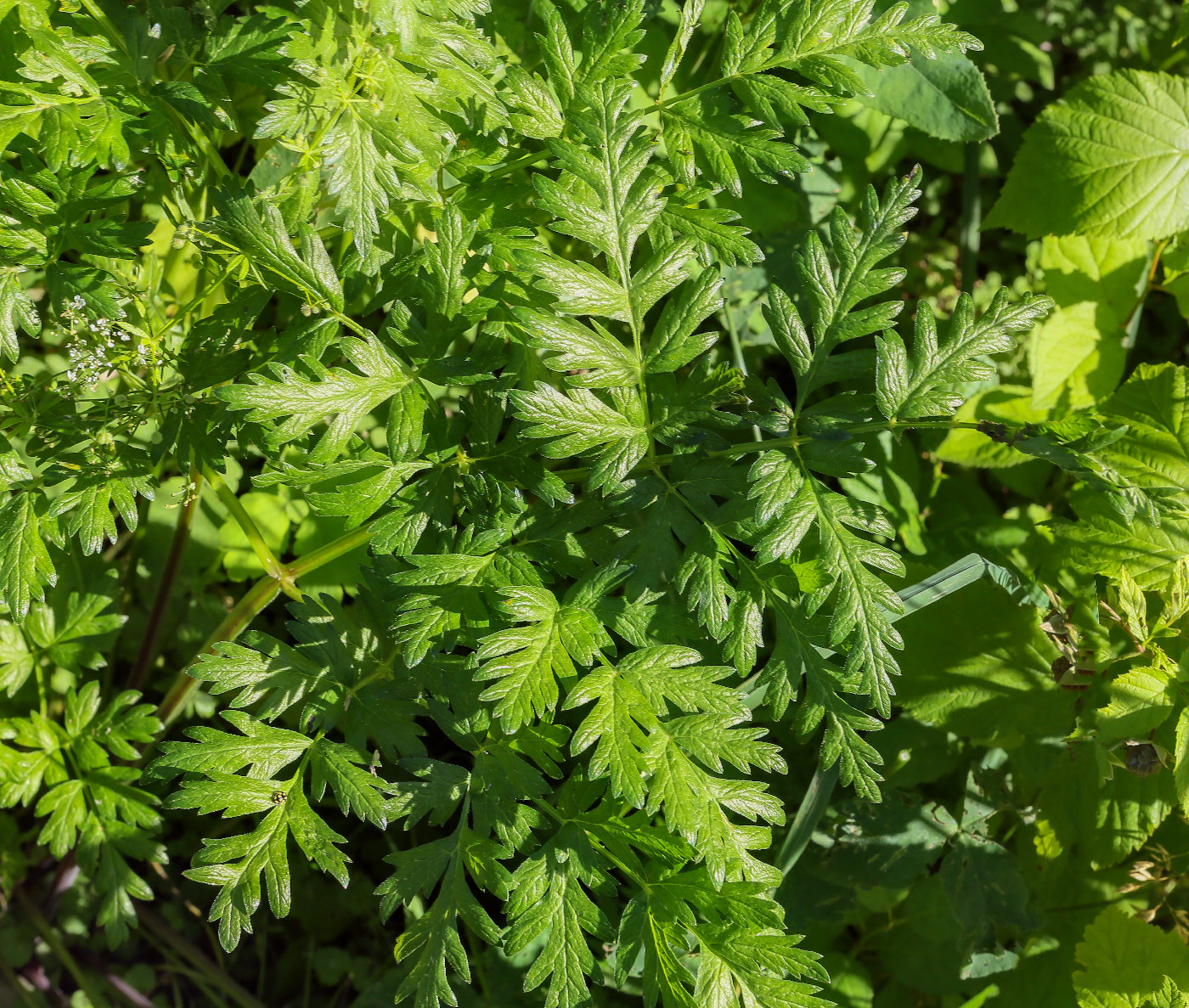 Изображение особи Anthriscus sylvestris.