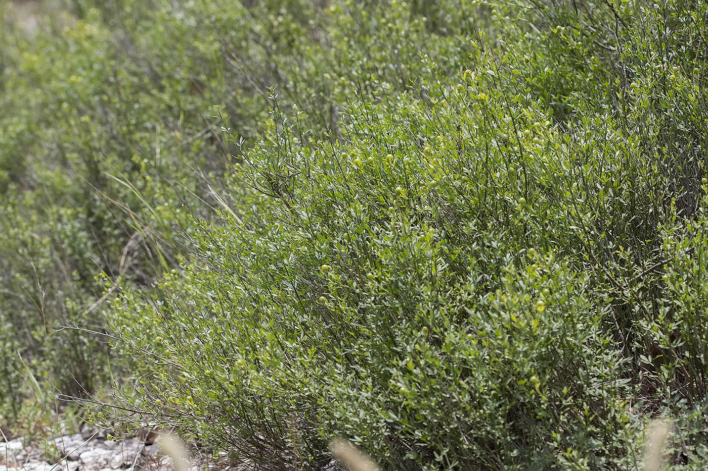 Image of Jasminum fruticans specimen.