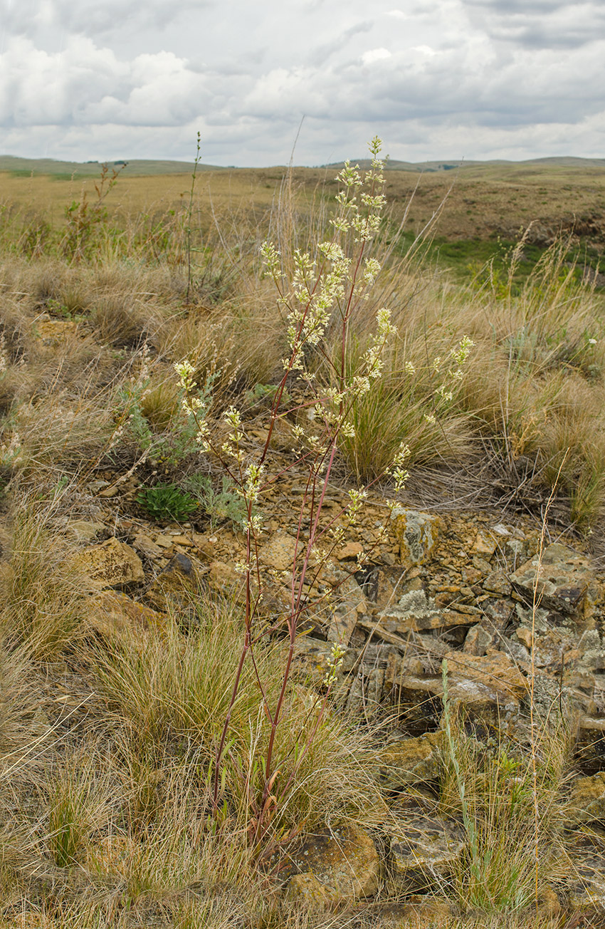 Image of Silene klokovii specimen.