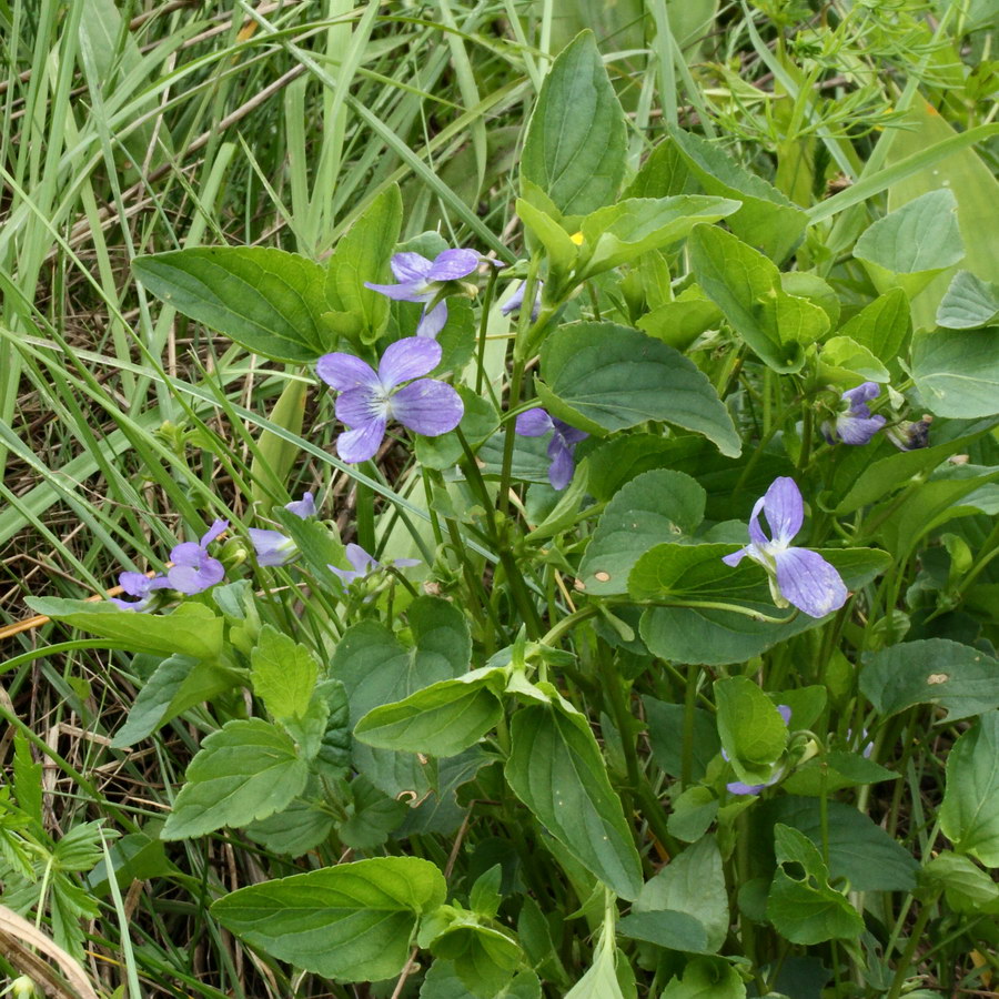 Image of Viola ruppii specimen.