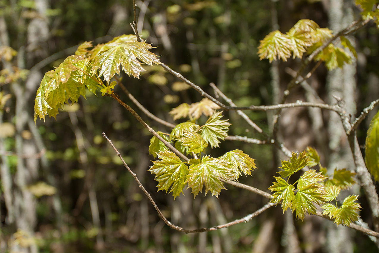 Изображение особи Acer platanoides.