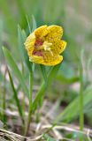 Fritillaria ophioglossifolia