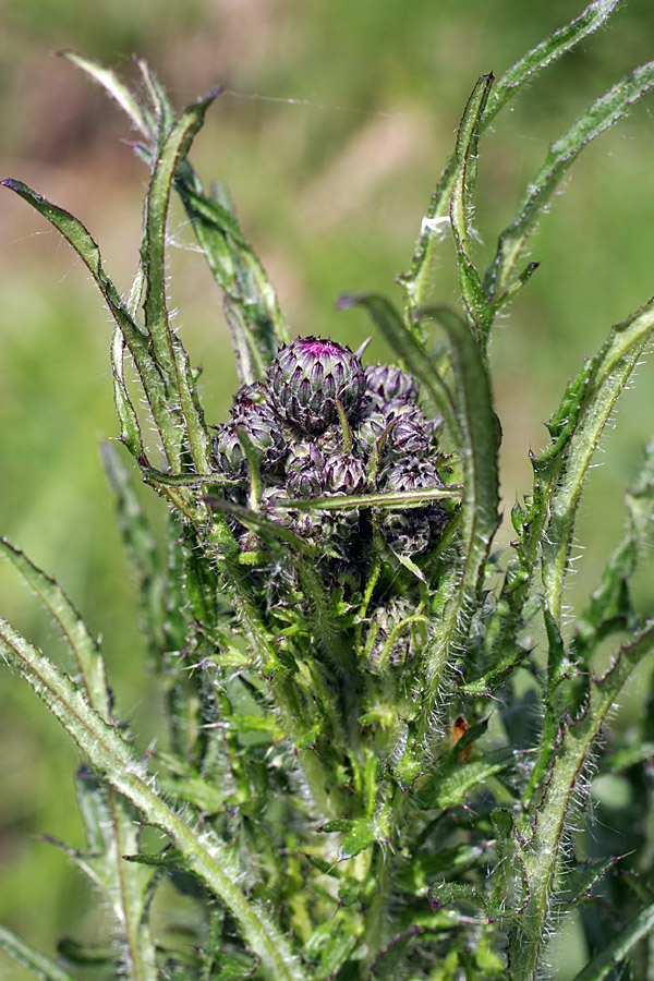 Image of Cirsium palustre specimen.